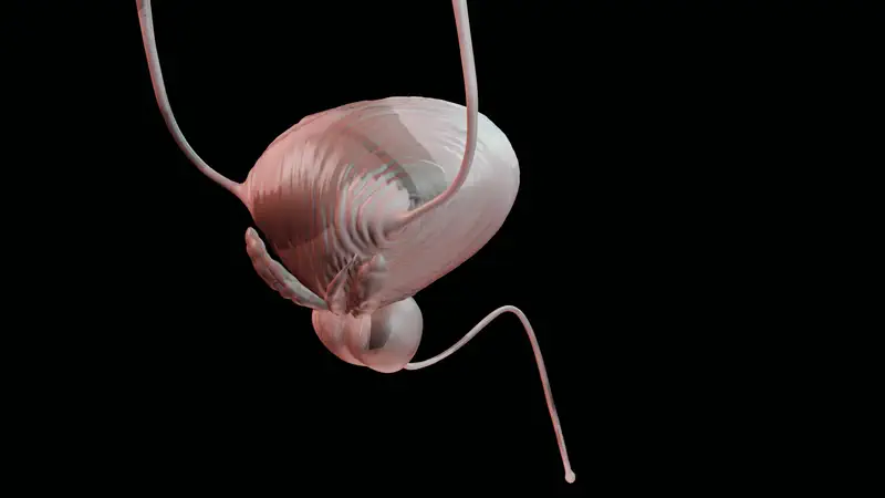 Stylised teaching model of the bladder, prostate and urethra