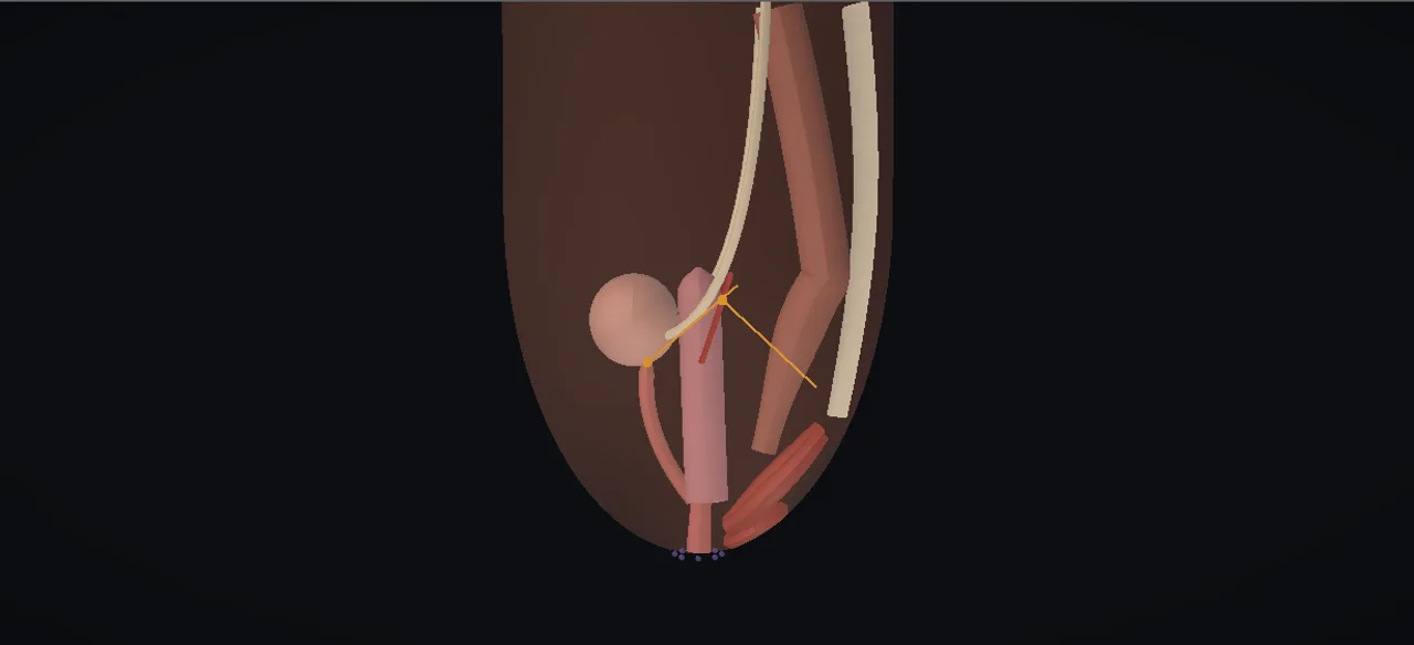 Rendered frame from the Interactive cloacal reconstruction