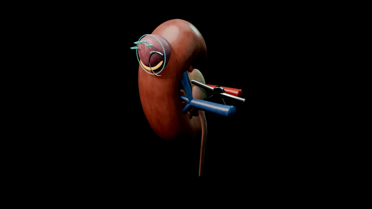 Rendered frame from the Interactive operative model