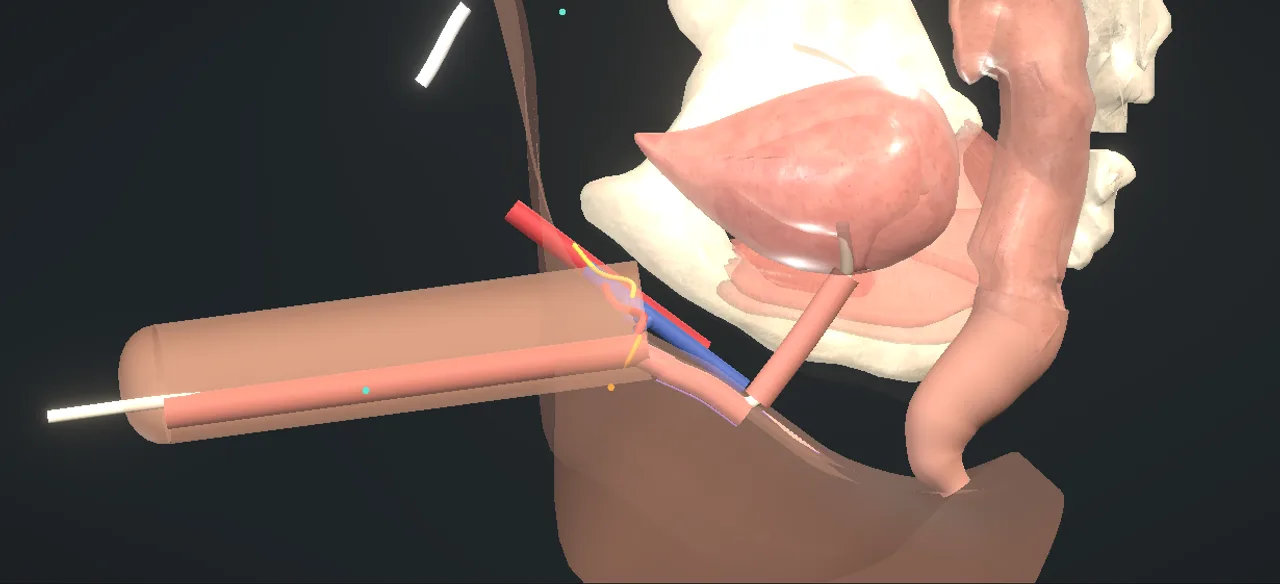 Rendered frame from the Interactive radial forearm phalloplasty: the urological stages