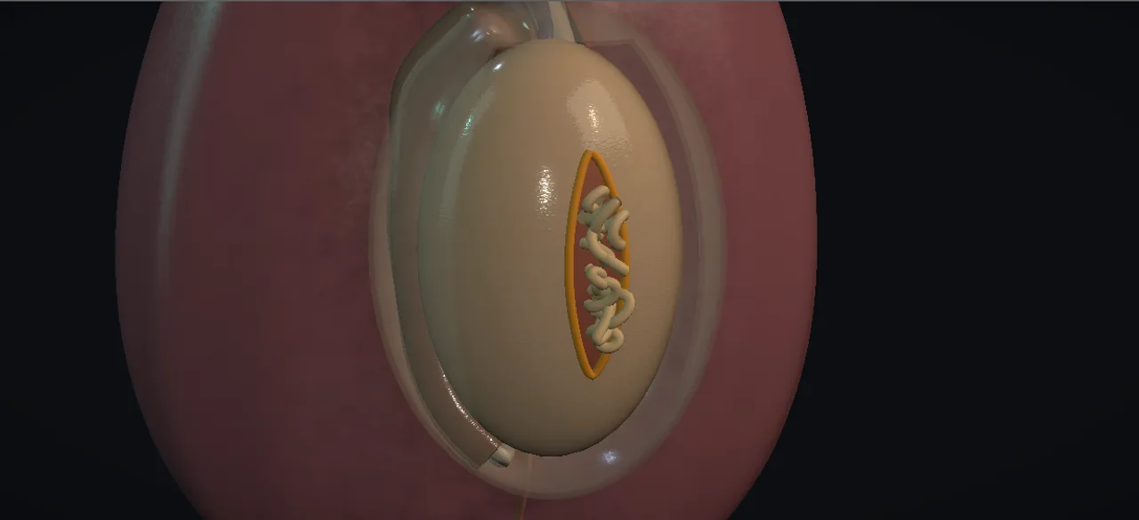 Rendered frame from the Interactive scrotal trauma exploration