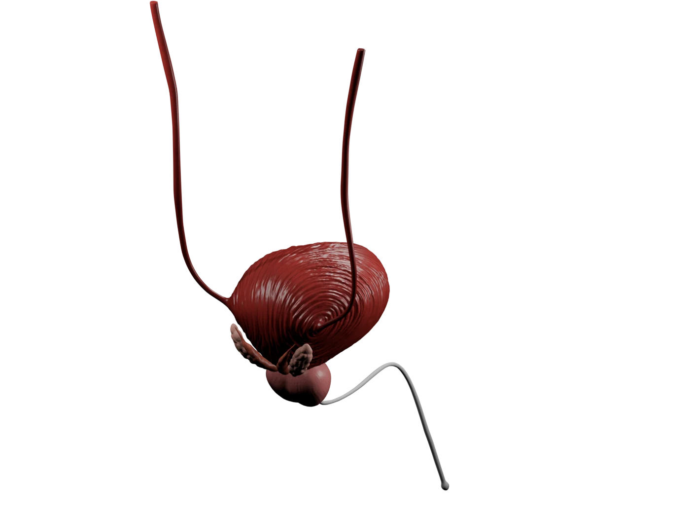 Annotated three-quarter pelvic overview; an amber line marks the obturator nerve danger corridor beside the lateral bladder wall