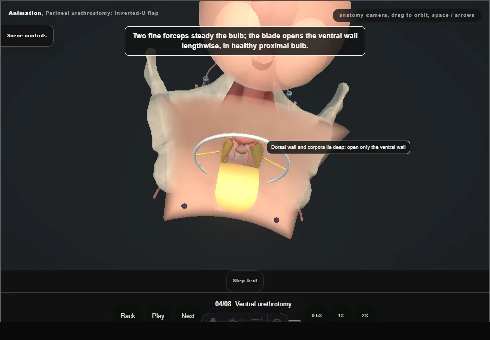 Perineal urethrostomy: inverted-U flap. Step 4: Ventral urethrotomy. Captured frame from the interactive animation.
