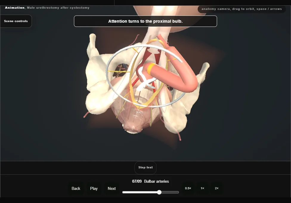 Male urethrectomy after cystectomy. Step 7: Bulbar arteries. Captured frame from the interactive animation.